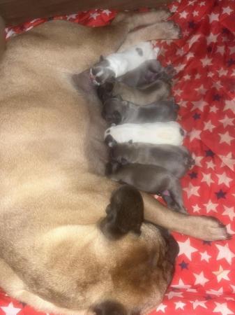 Image 9 of LAST 1 MISS PURPLE- REDUCED - 7 French Bulldog Puppies