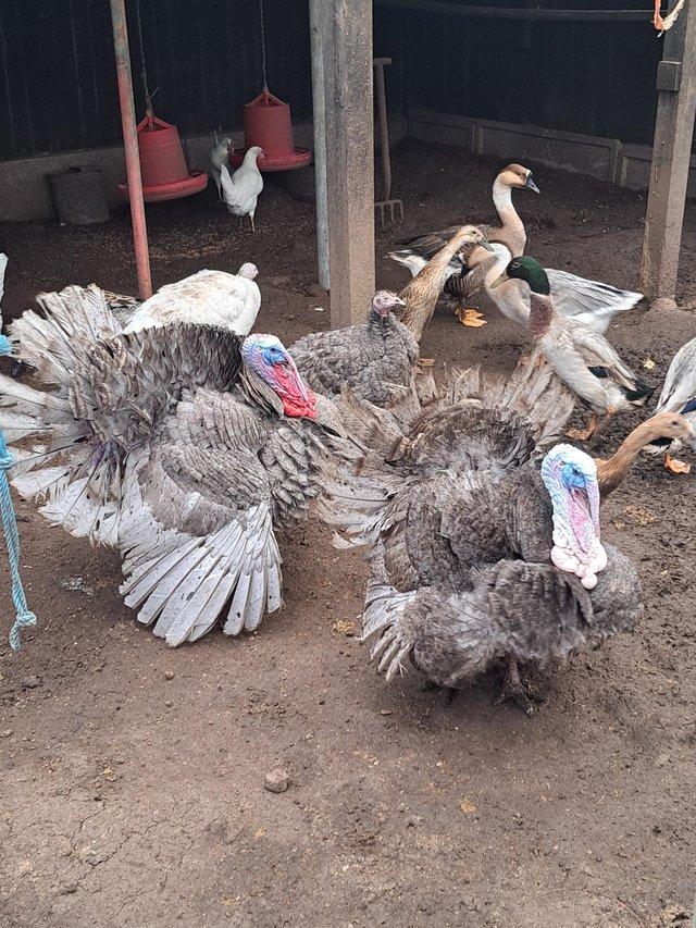Preview of the first image of Fertile turkey hatching eggs available.