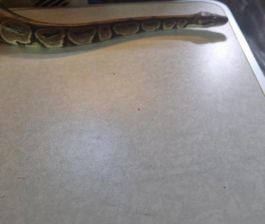 Image 5 of For Sale Male Normal ball python