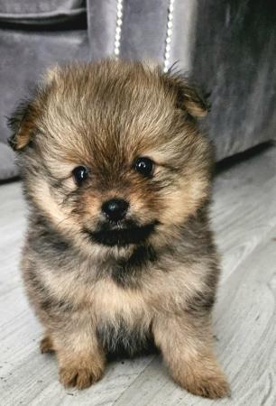 Image 5 of Adorable quality brindle Teddy bear face Pomeranian puppy