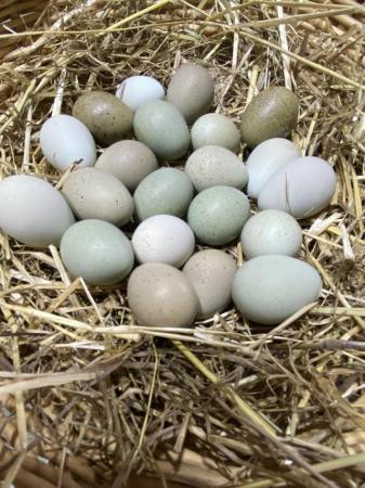Image 1 of 12× Chinese Painted Quail (Button/King Quail) hatching eggs