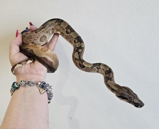Image 4 of Stunning boa ready for rehoming