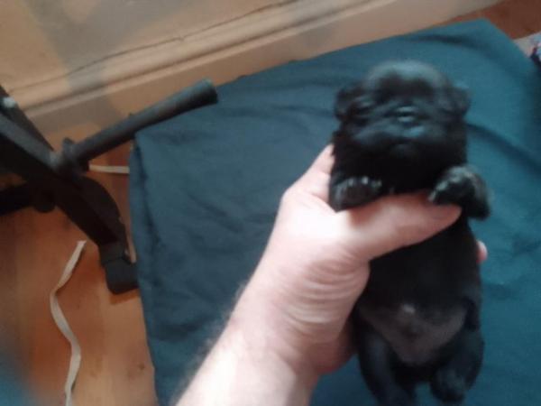 Image 6 of Beautiful little pug puppies for sale