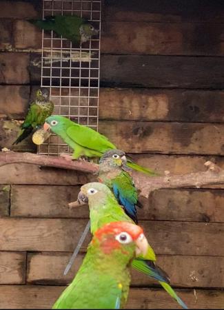 Image 5 of Black Capped Conures DNA sexed males 2023