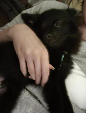 Image 1 of Pomeranian mix pup looking for a new home ASAP