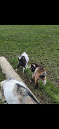 Image 4 of 2 x castrated pygmy goat wethers Ready NOW