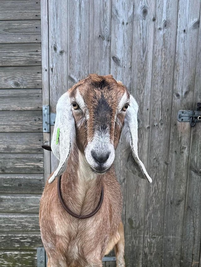 Preview of the first image of Registered Anglo Nubian Goatling.