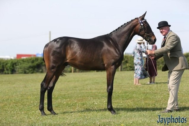 Image 2 of Stunning Top Class Event/Dressage/Riding Horse Prospect WOW