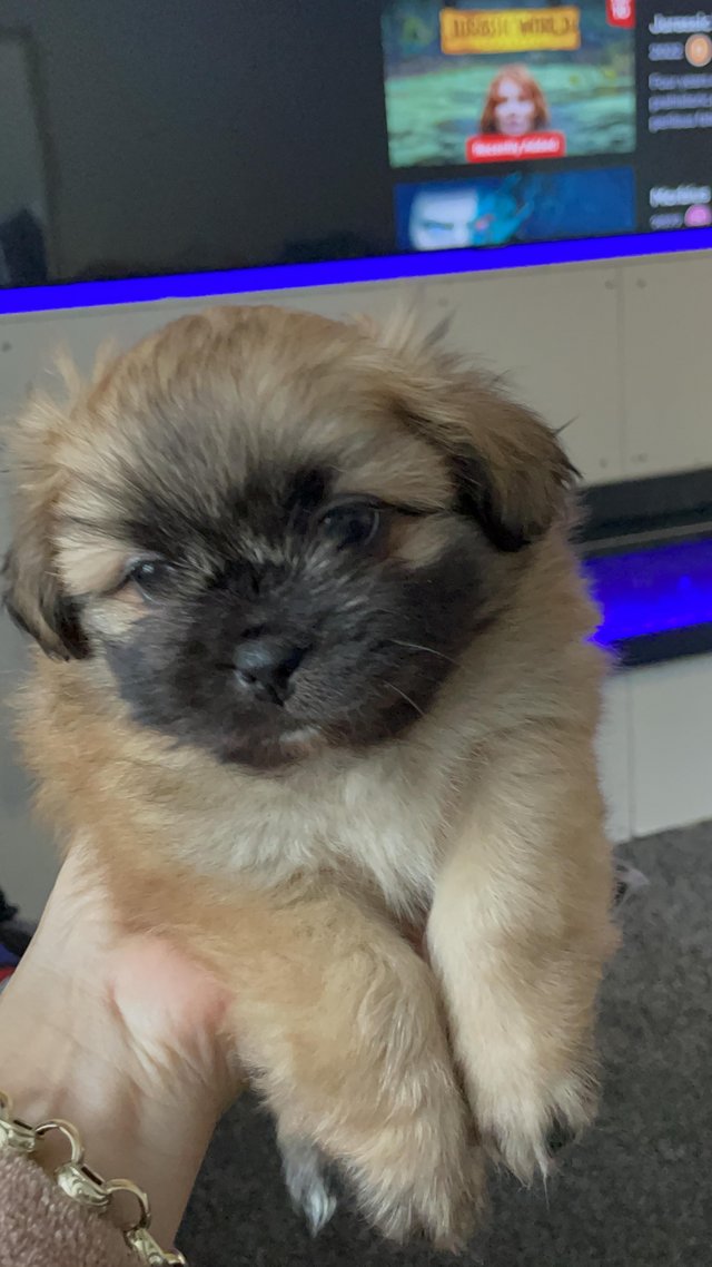 Preview of the first image of 1 female shihtzu left ready may10.