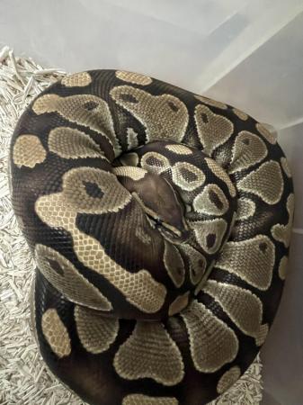 Image 4 of Proven adult female Royal Python
