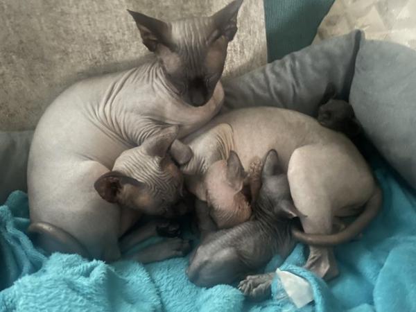 Image 2 of Canadian Sphynx kittens now available for new forever home