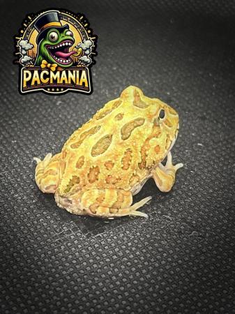 Image 5 of UK Bred Pacman Frogs- Now Ready