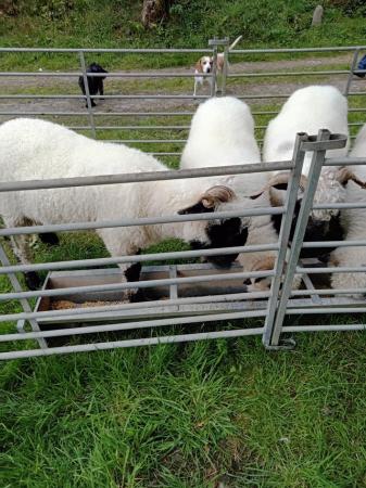 Image 4 of Pedigree blacknose Valais breeding ewes a family of 4