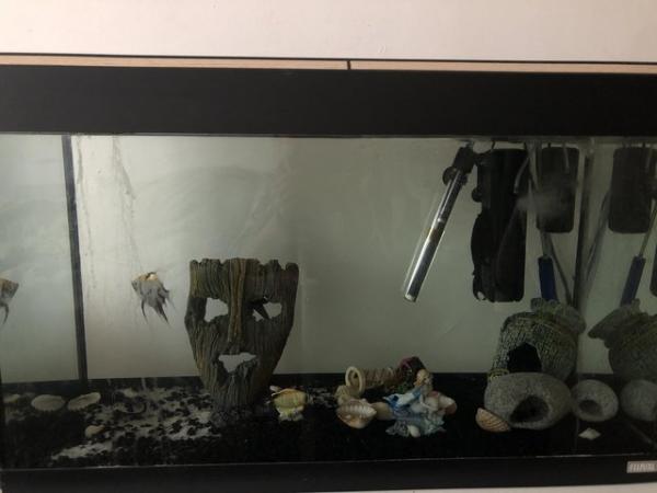 Image 1 of 5 fish and fish tank free to collect