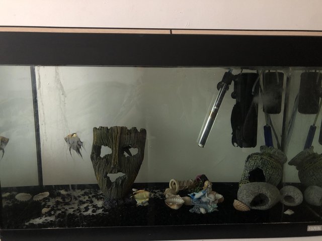 Preview of the first image of 5 fish and fish tank free to collect.