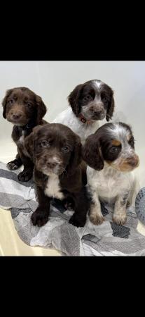 Image 7 of Cocker Spaniel Puppies for sale