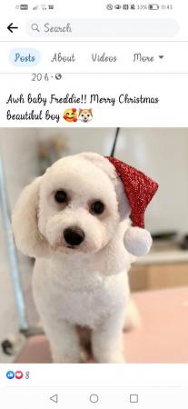 Image 3 of Loving bichon x mini poodle male freddie