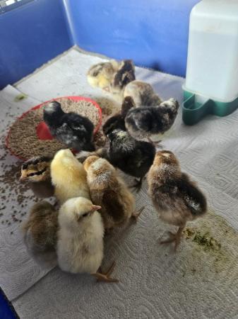 Image 3 of Day old chicks available Barnevelders, Cream legbar, mixed