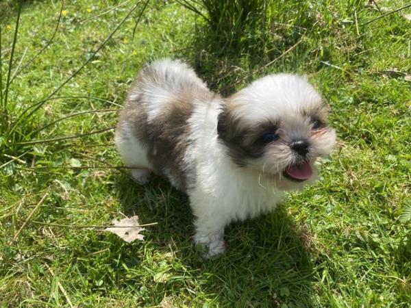 Image 1 of 3 male shih tzu puppys ready to leave 16th may