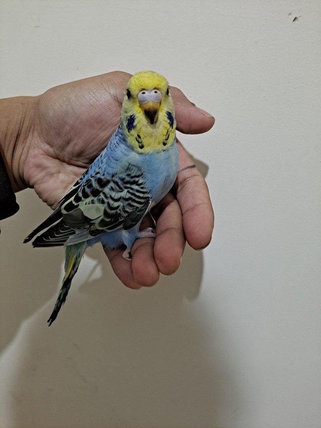 Preview of the first image of Young hand tamed baby budgies for sale.