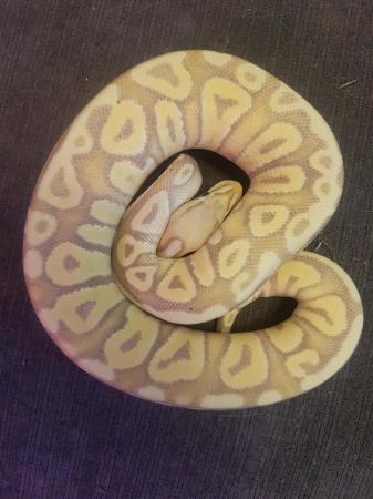 Image 2 of Ball python female banana Mojave cb23