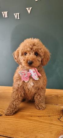 Image 5 of Toy poodle girls only 2 from a litter