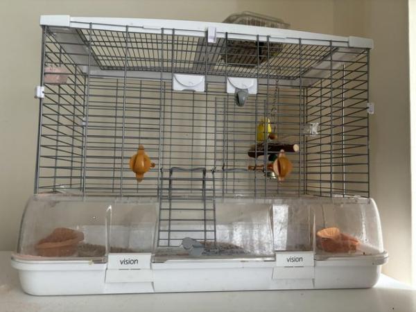 Image 5 of 8 months female budgie with cage