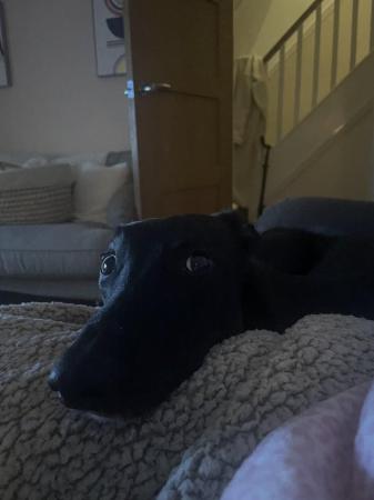 Image 3 of Lurcherx whippet 3 years old looking for new home
