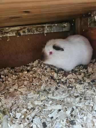 Image 2 of 12mth old Himalayan guinea pig