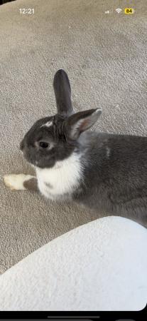 Image 5 of 1 year old rabbit for sale