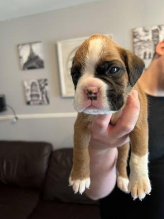 Image 10 of Adorable KC Boxer Puppies