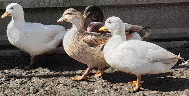 Preview of the first image of Pairs of Call ducks for sale.
