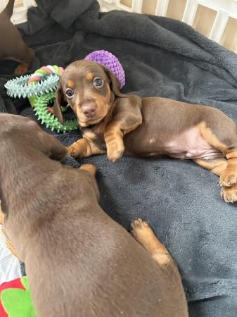 Image 6 of Miniature dachshund puppies for sale
