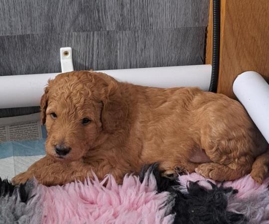 Image 9 of Standard poodle puppies