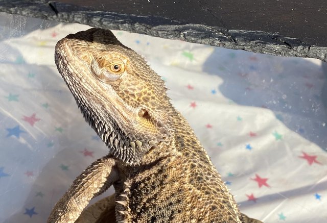 Preview of the first image of Any age and gender beardie.