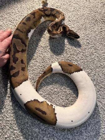 Image 2 of Female Pied Royal Python (1220g)