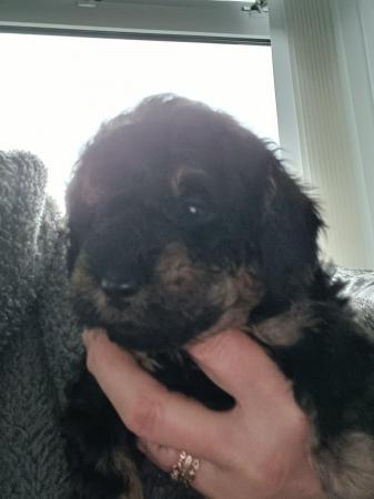 Image 12 of Toy Poodle Puppies for Sale