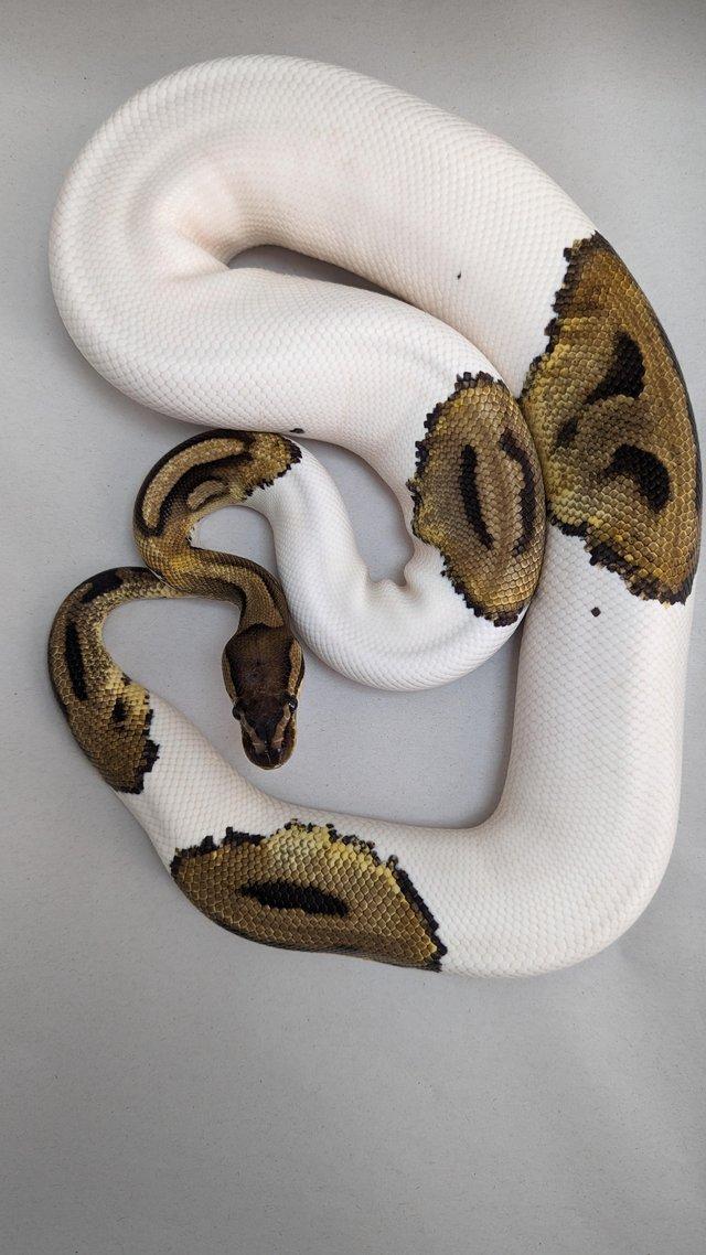 Preview of the first image of Cb19 female pied royal python.