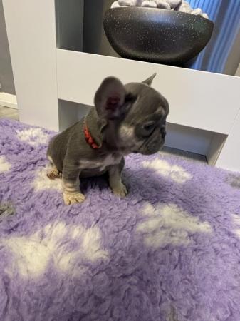 Image 14 of Last one left ready today  KC REG French bulldog puppies