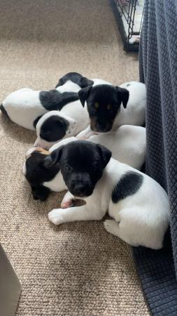 Image 10 of ONLY 2 LEFT Working bred, legally docked tails, jack pups