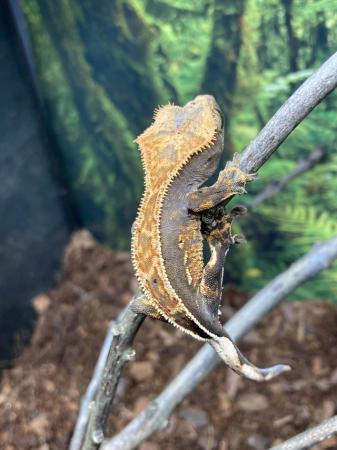 Image 5 of Unsexed juvenile full pinstripe crested gecko