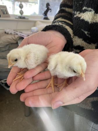 Image 1 of Baby chickens (chicks) leghorn and brown cross