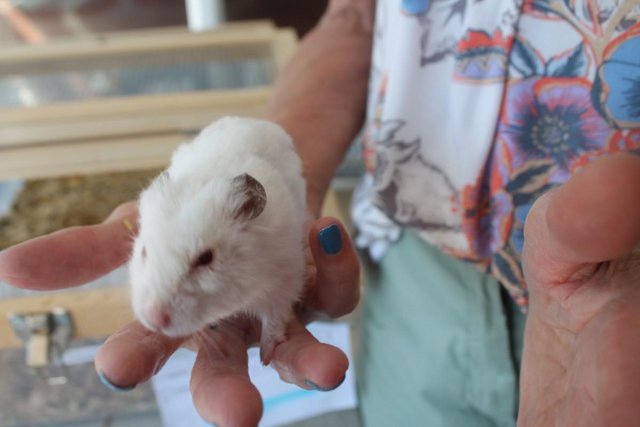 Image 2 of Syrian Hamster Baby's - Born 29th May 2024 - Ready Soon