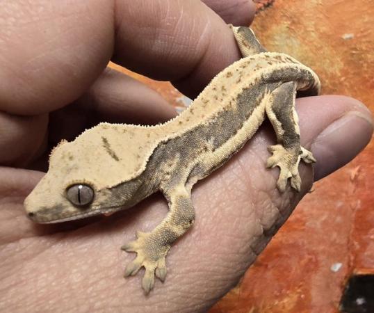 Image 9 of Stunning collection of lily whites/normal crested gecko's