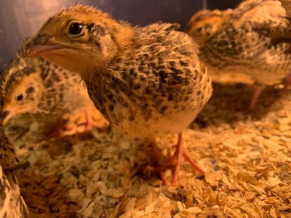 Image 23 of 23/6 Day Old - Hens Japanese Quail Lots of Colours Inc Black