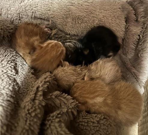 Image 4 of Beautiful kittens . Very fluffy , taking deposits