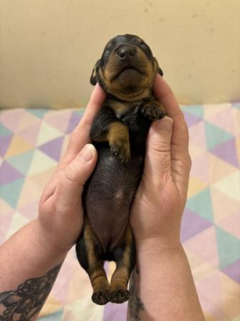 Image 2 of 1 dachshund puppies will be microchipped when they leave