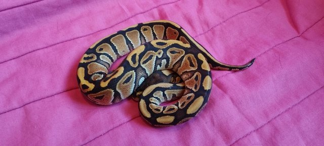 Image 9 of Baby bull pythons for sale