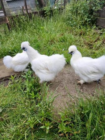 Image 1 of Beautiful white Silkies for sale .