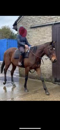 Image 1 of 15.2hh tb mare 5 year old happy hacker / alrounder
